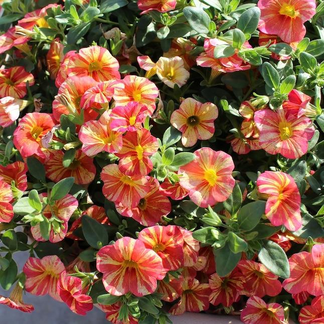 Calibrachoa Ombre Sunrise - View 16 from www redcrocus com