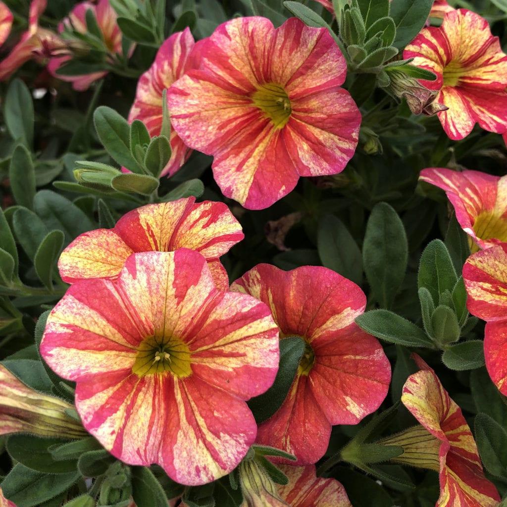 Calibrachoa Ombre Sunrise - View 17 from www redcrocus com