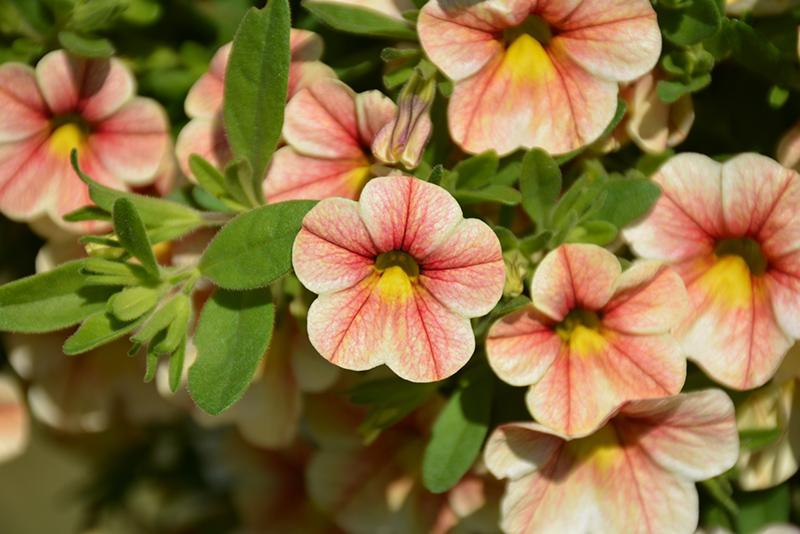 Calibrachoa Ombre Sunrise - View 18 from www redcrocus com