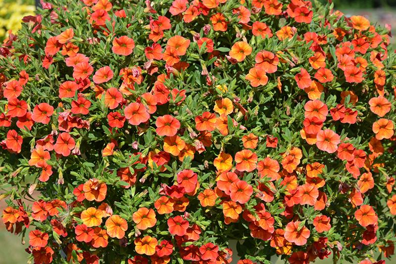 Calibrachoa Ombre Sunrise - View 19 from www redcrocus com