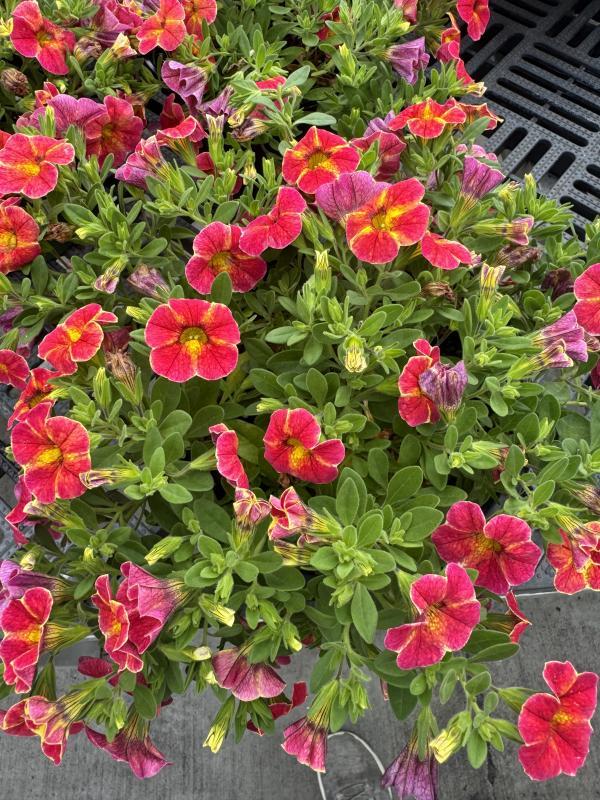 Calibrachoa Ombre Sunrise - View 2 from www redcrocus com