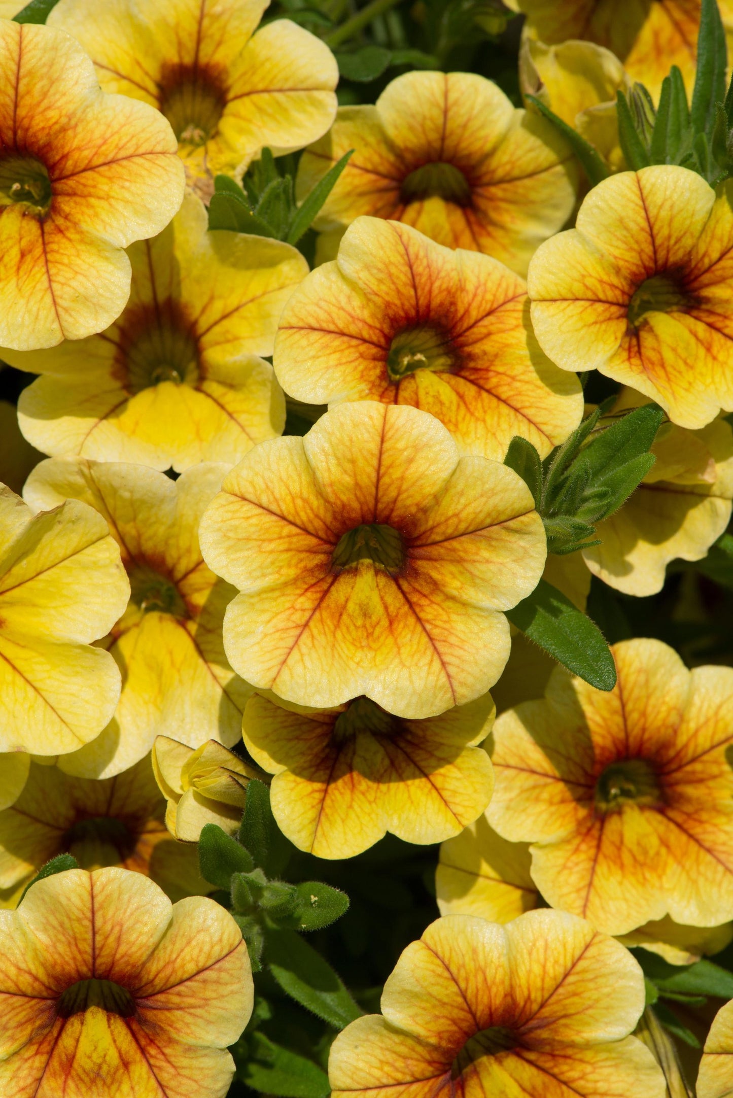 Calibrachoa Ombre Sunrise - View 4 from www redcrocus com