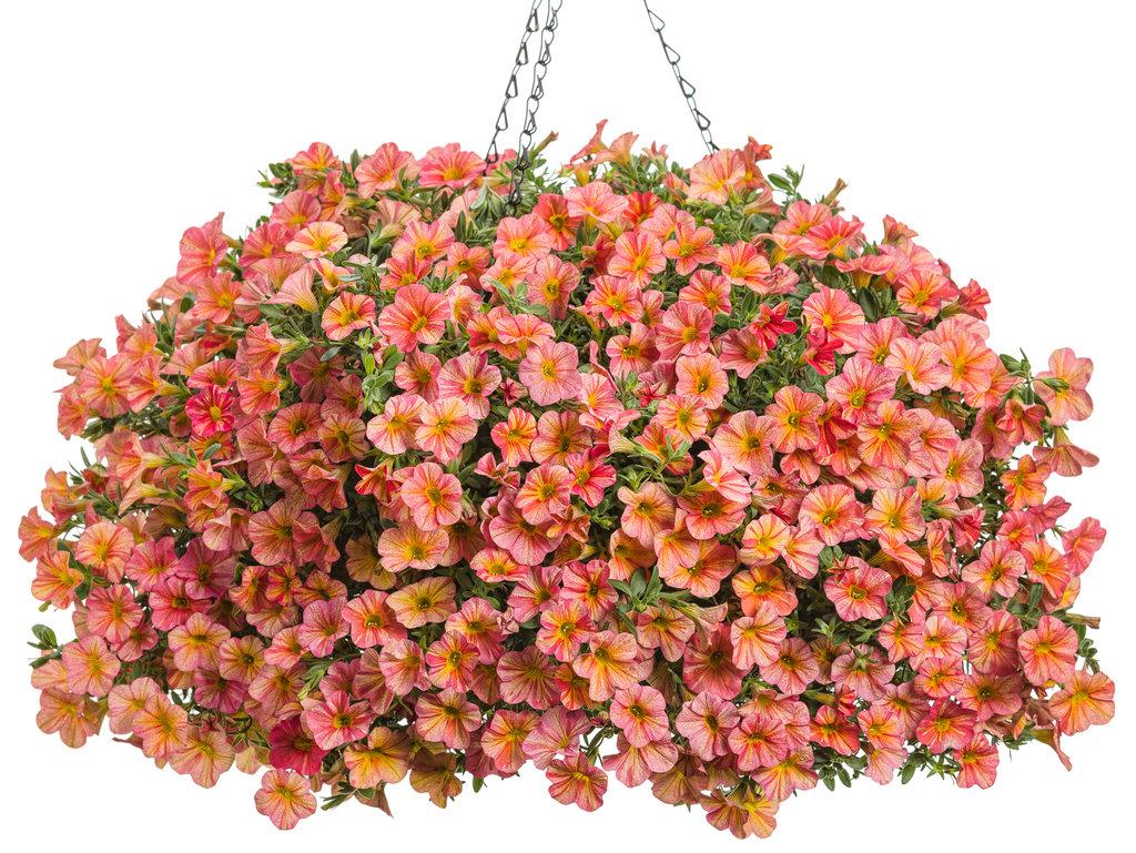 Calibrachoa Ombre Sunrise - View 5 from www redcrocus com