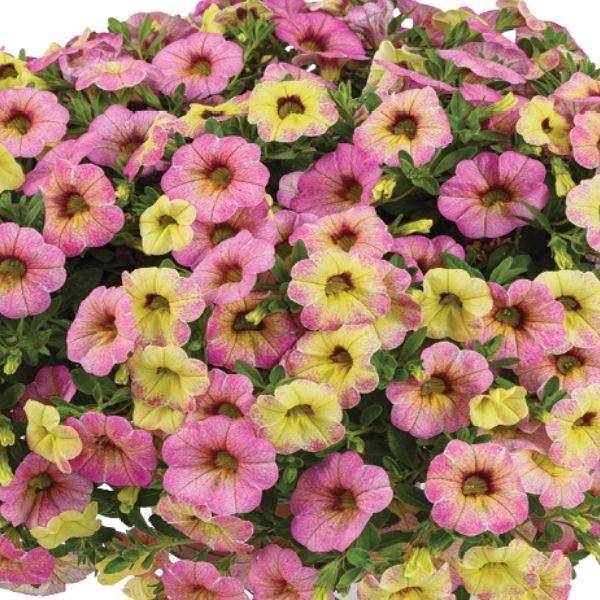 Calibrachoa Ombre Sunrise - View 6 from www redcrocus com