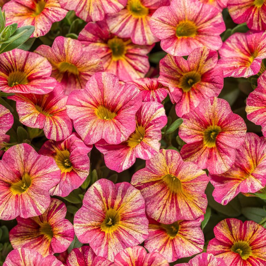 Calibrachoa Ombre Sunrise - View 7 from www redcrocus com