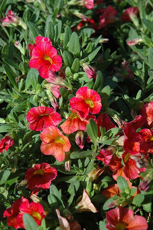 Calibrachoa Ombre Sunrise - View 8 from www redcrocus com