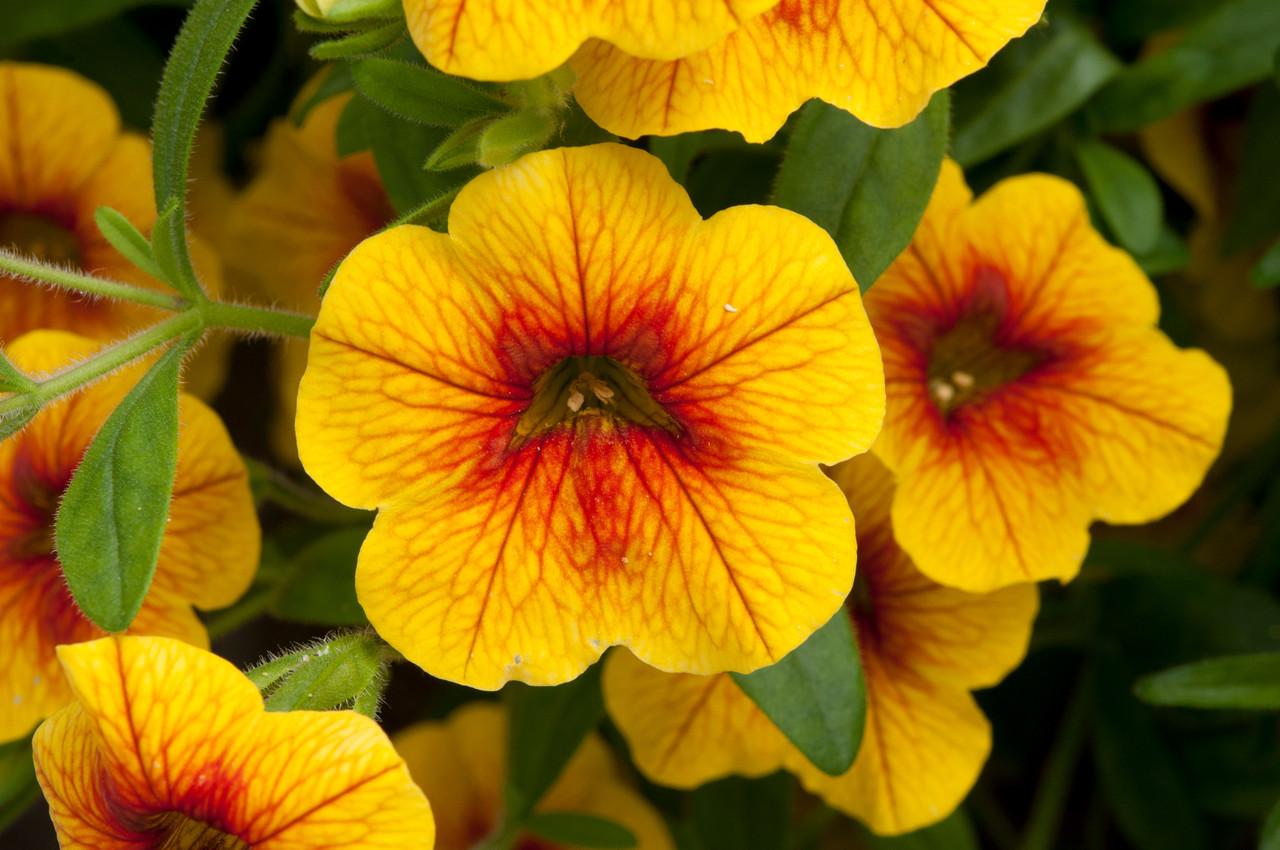 Calibrachoa Ombre Sunrise - View 9 from www redcrocus com