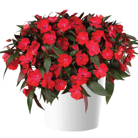 New Guinea Impatiens Harmony Colorfall Dark Leaf Red - View 1 from www redcrocus com
