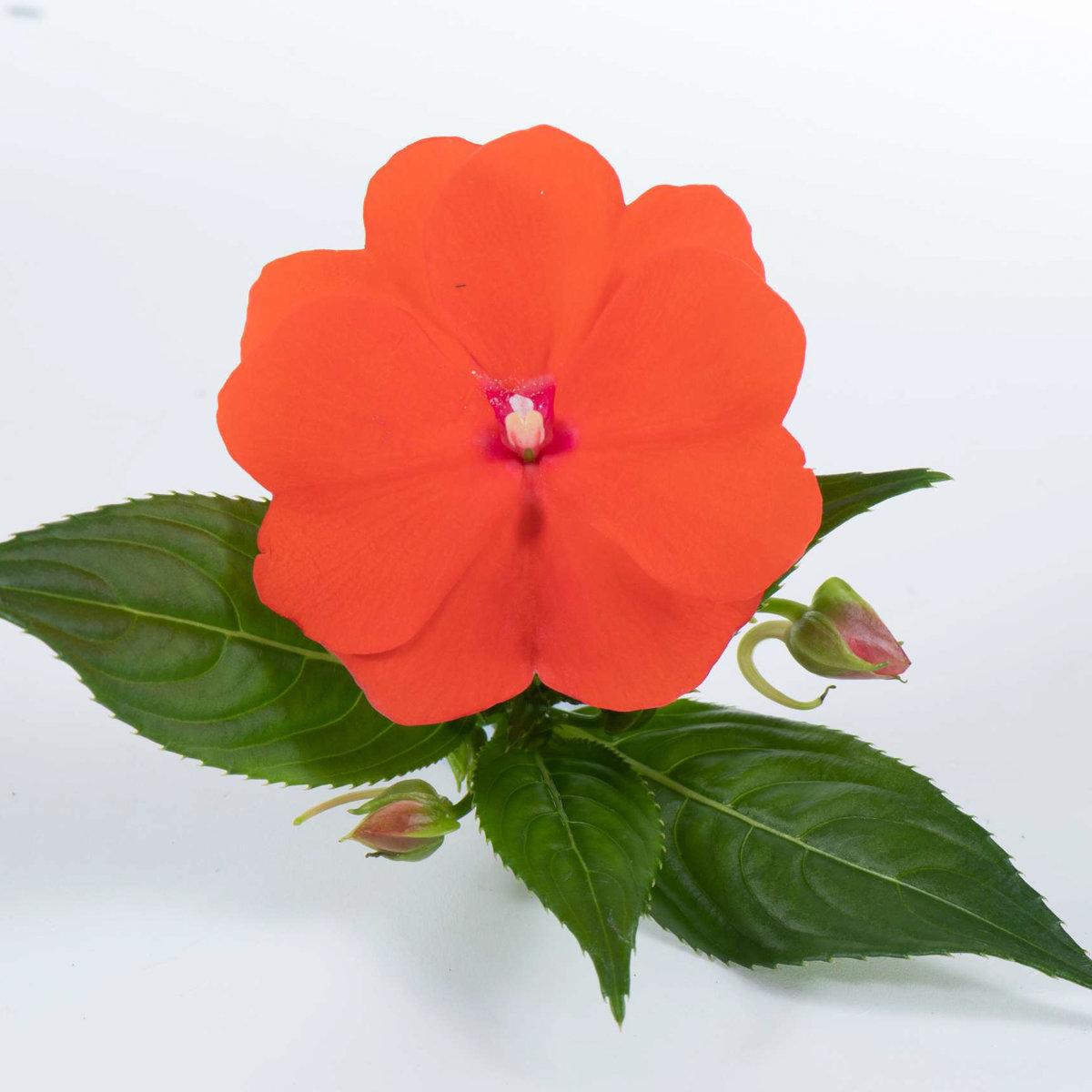 New Guinea Impatiens Harmony Colorfall Orange - View 10 from www redcrocus com