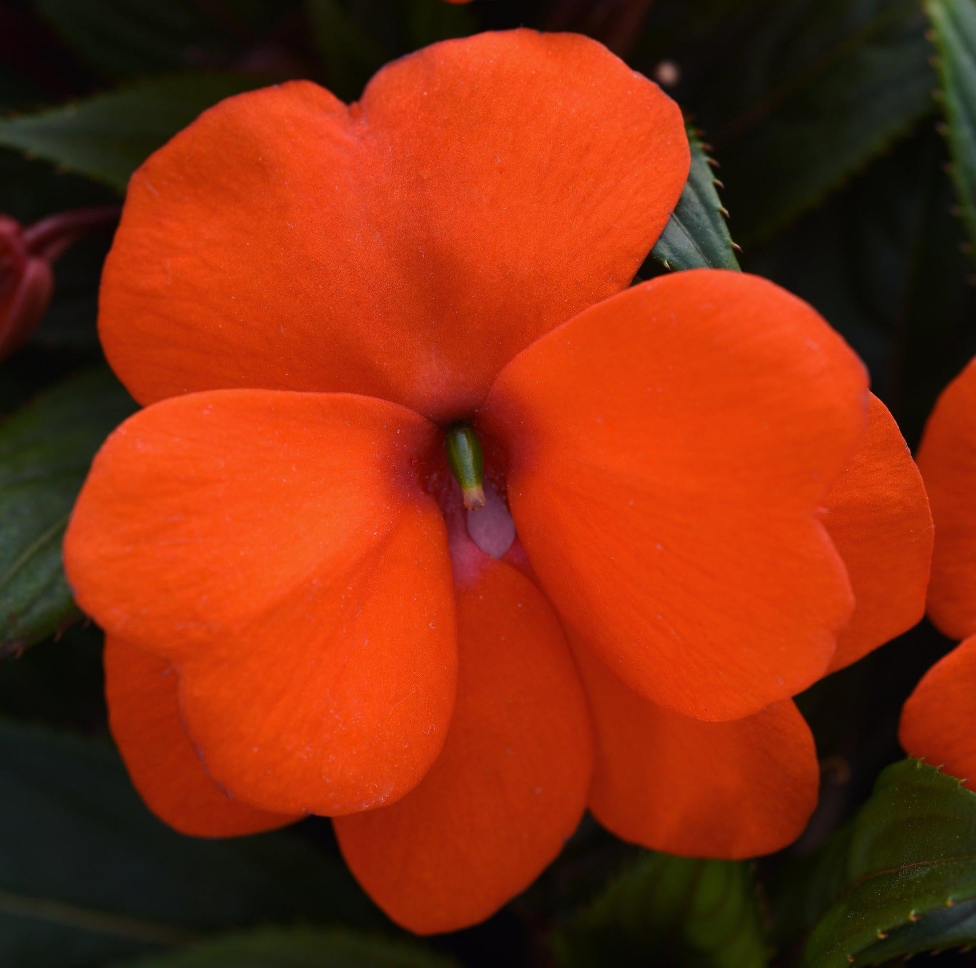 New Guinea Impatiens Harmony Colorfall Orange - View 11 from www redcrocus com