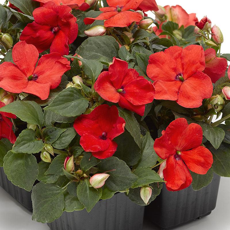 New Guinea Impatiens Harmony Colorfall Orange - View 12 from www redcrocus com