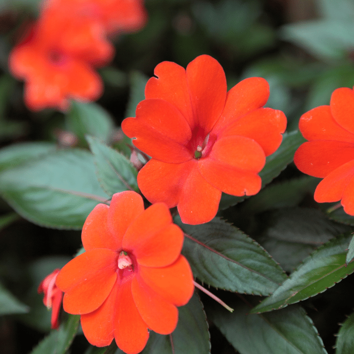 New Guinea Impatiens Harmony Colorfall Orange - View 8 from www redcrocus com