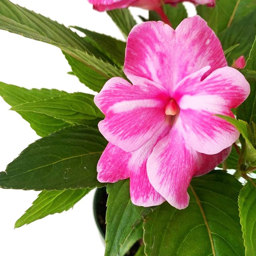 New Guinea Impatiens Harmony Colorfall Pink - View 10 from www redcrocus com