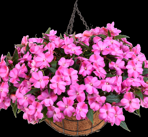 New Guinea Impatiens Harmony Colorfall Pink - View 12 from www redcrocus com