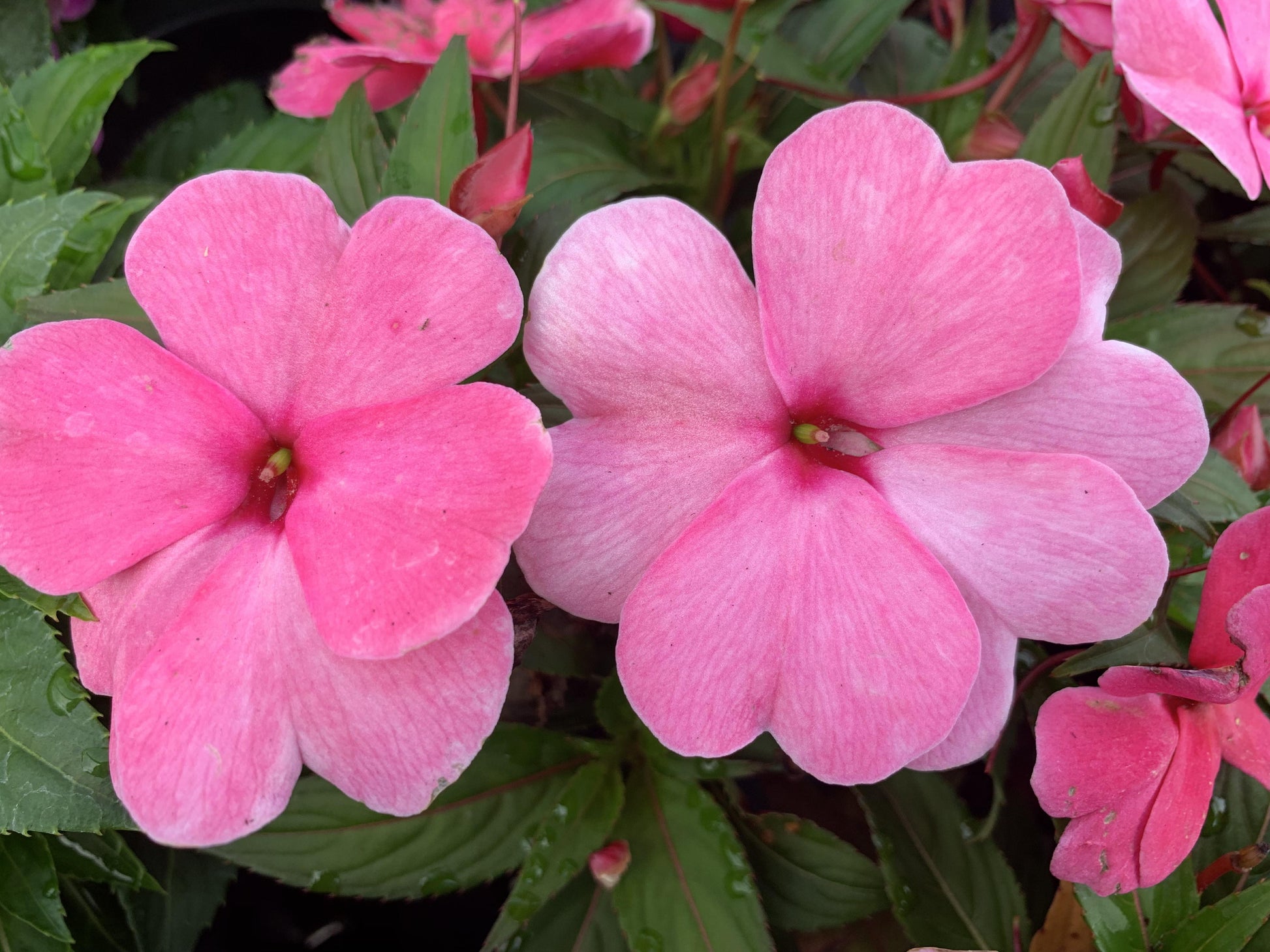 New Guinea Impatiens Harmony Colorfall Pink - View 14 from www redcrocus com