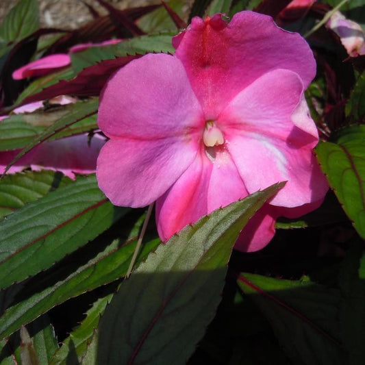 New Guinea Impatiens Harmony Colorfall Pink - View 1 from www redcrocus com