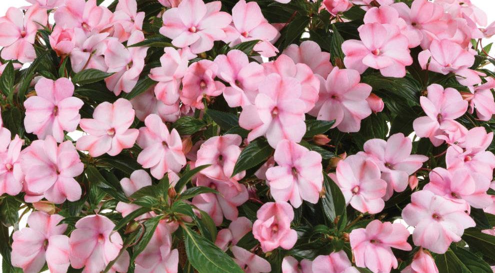 New Guinea Impatiens Harmony Colorfall Pink - View 2 from www redcrocus com