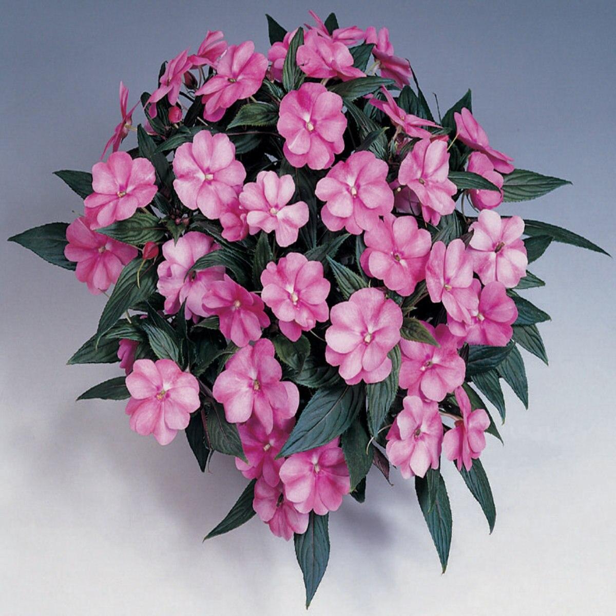 New Guinea Impatiens Harmony Colorfall Pink - View 4 from www redcrocus com