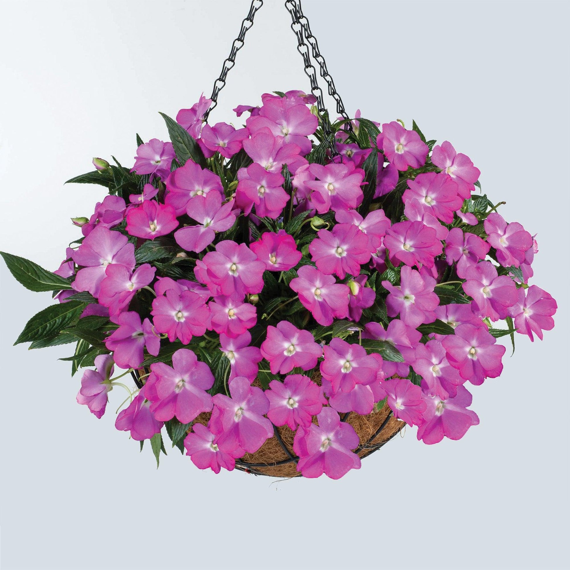 New Guinea Impatiens Harmony Colorfall Pink - View 5 from www redcrocus com