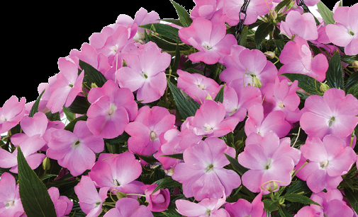 New Guinea Impatiens Harmony Colorfall Pink - View 5 from www redcrocus com