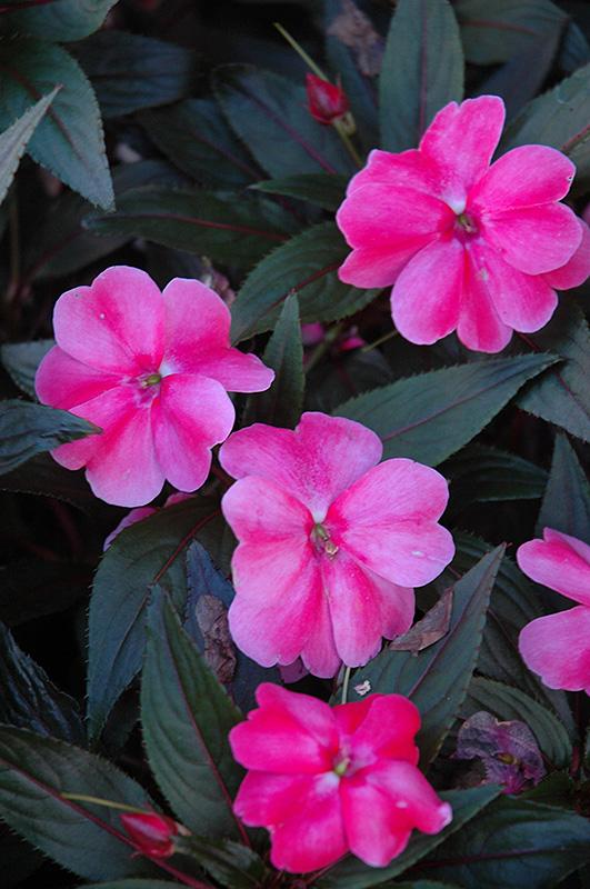 New Guinea Impatiens Harmony Colorfall Pink - View 7 from www redcrocus com