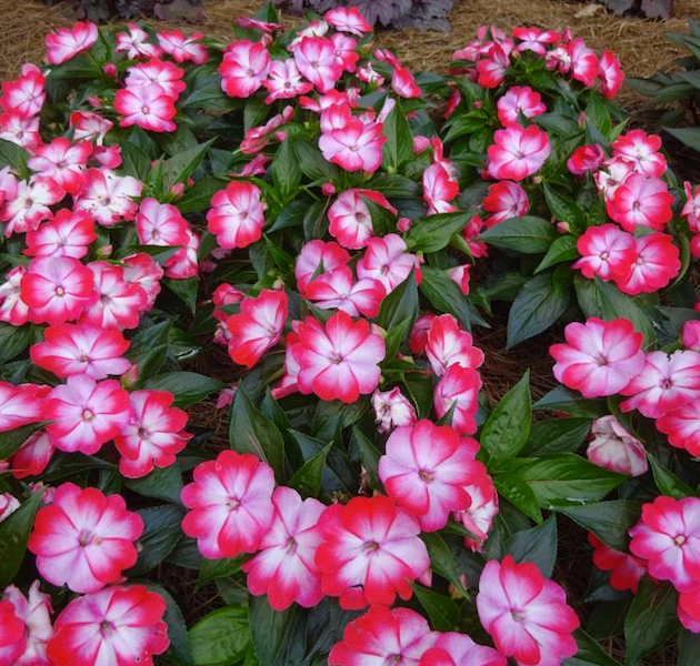 New Guinea Impatiens Harmony Colorfall Pink - View 8 from www redcrocus com