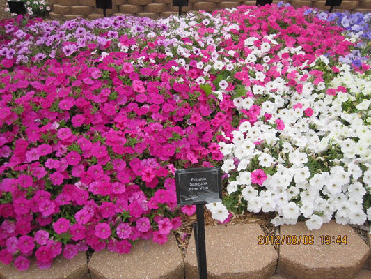 Petunia Sanguna Rose Vein - View 10 from www redcrocus com