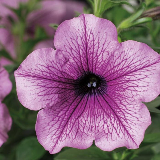 Petunia Sanguna Rose Vein - View 1 from www redcrocus com