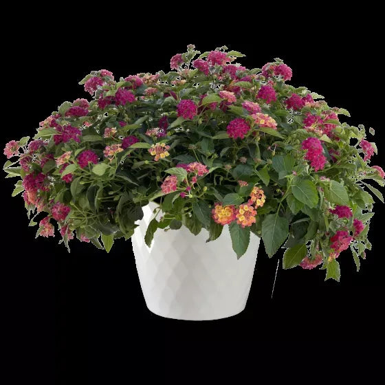 Lantana 'bandolero Lychee' - View 10 from www redcrocus com