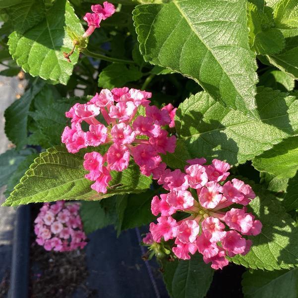 Lantana 'bandolero Lychee' - View 10 from www redcrocus com
