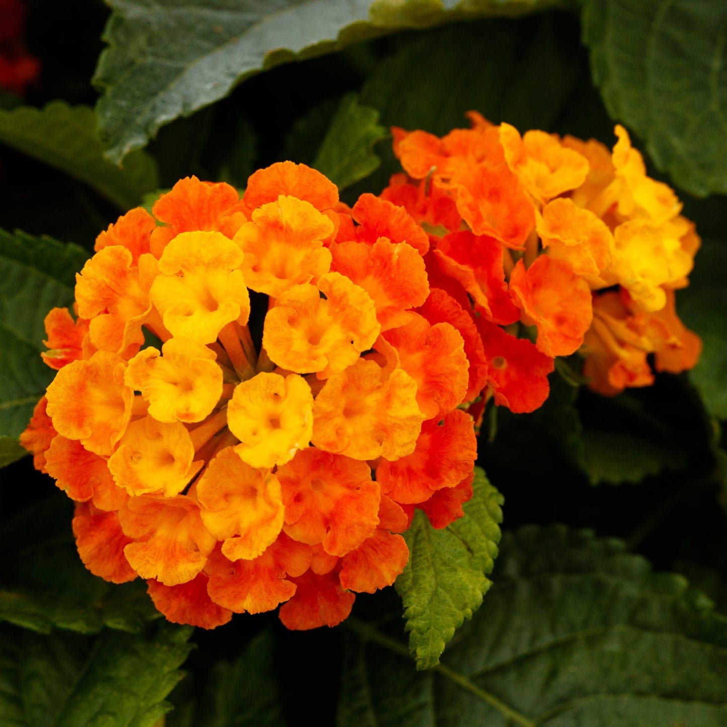 Lantana 'bandolero Lychee' - View 11 from www redcrocus com