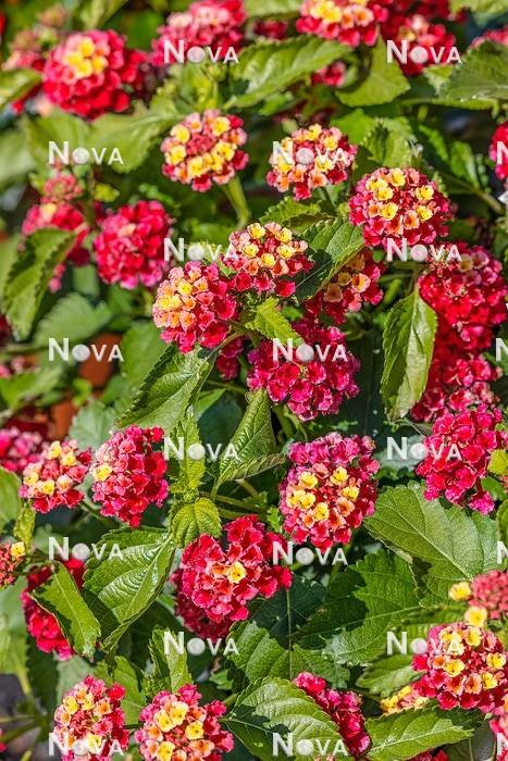 Lantana 'bandolero Lychee' - View 13 from www redcrocus com