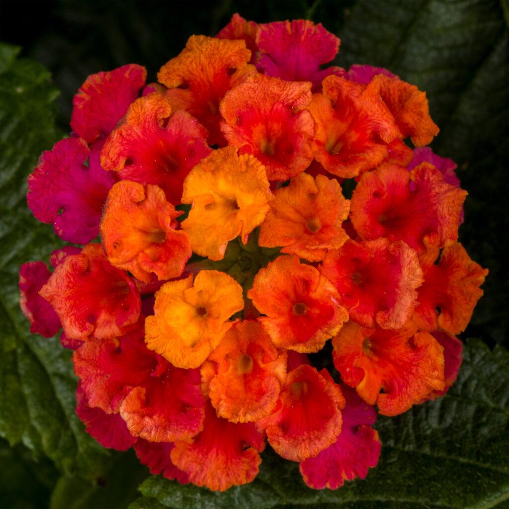 Lantana 'bandolero Lychee' - View 14 from www redcrocus com