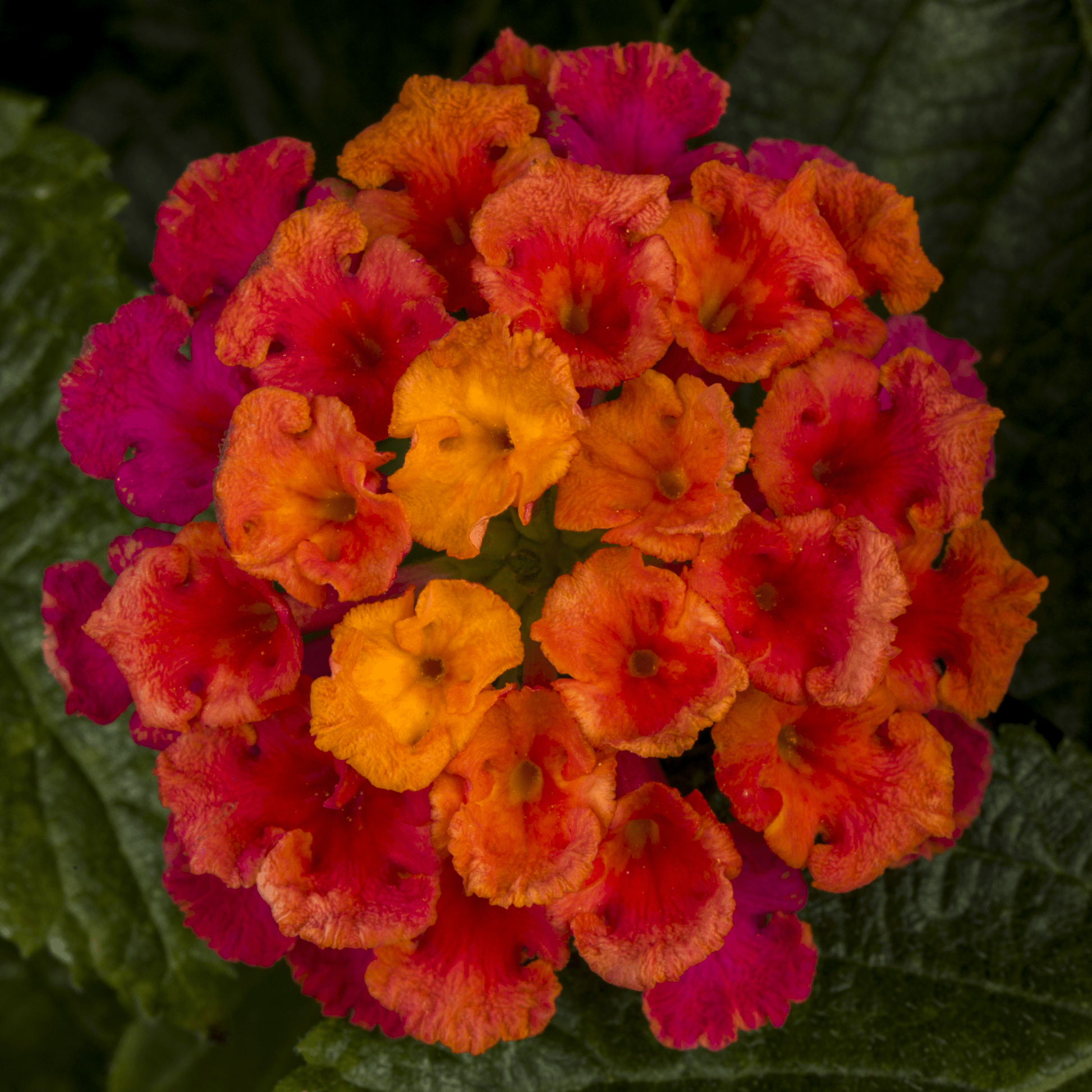 Lantana 'bandolero Lychee' - View 14 from www redcrocus com