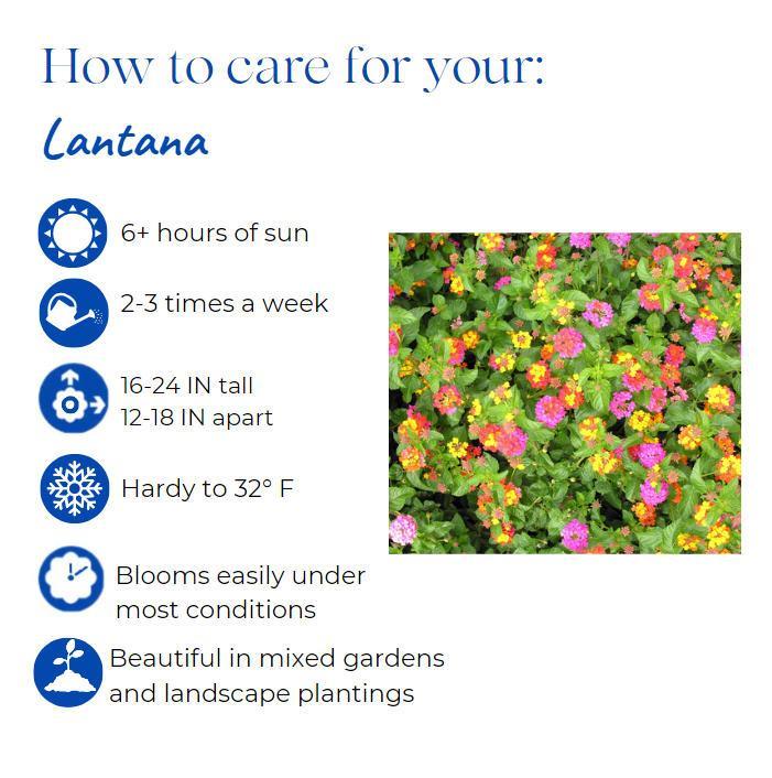 Lantana 'bandolero Lychee' - View 16 from www redcrocus com
