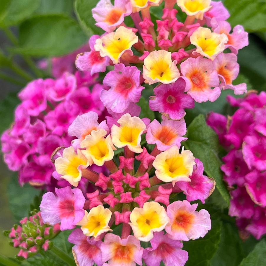 Lantana 'bandolero Lychee' - View 1 from www redcrocus com