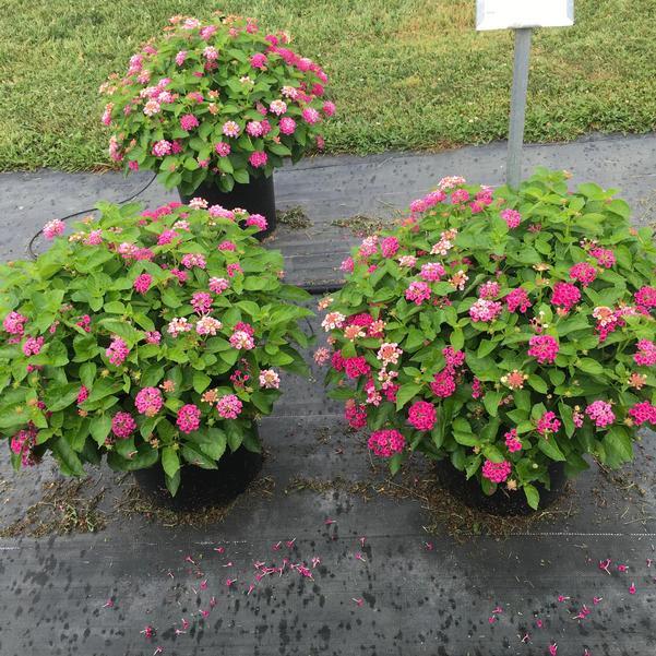 Lantana 'bandolero Lychee' - View 2 from www redcrocus com