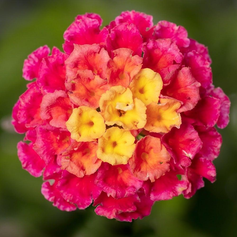 Lantana 'bandolero Lychee' - View 3 from www redcrocus com