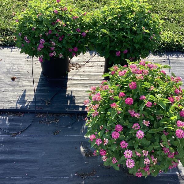 Lantana 'bandolero Lychee' - View 4 from www redcrocus com