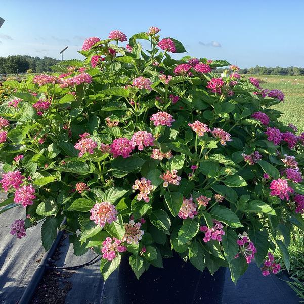 Lantana 'bandolero Lychee' - View 6 from www redcrocus com
