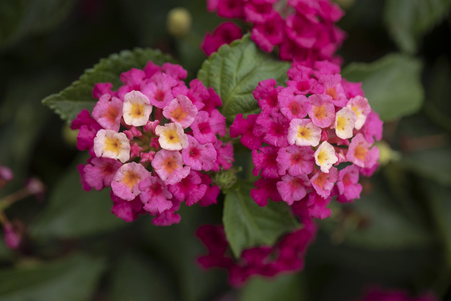 Lantana 'bandolero Lychee' - View 7 from www redcrocus com