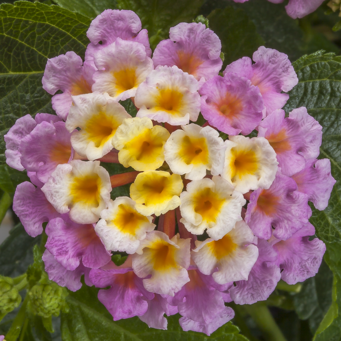 Lantana 'bandolero Lychee' - View 8 from www redcrocus com