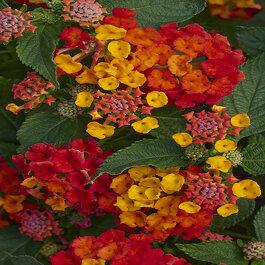 Lantana Bandolista Red Chili - View 10 from www redcrocus com