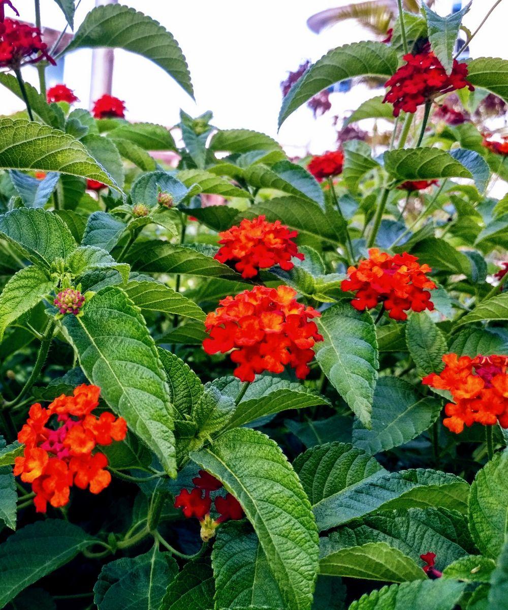 Lantana Bandolista Red Chili - View 12 from www redcrocus com