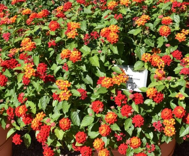 Lantana Bandolista Red Chili - View 2 from www redcrocus com
