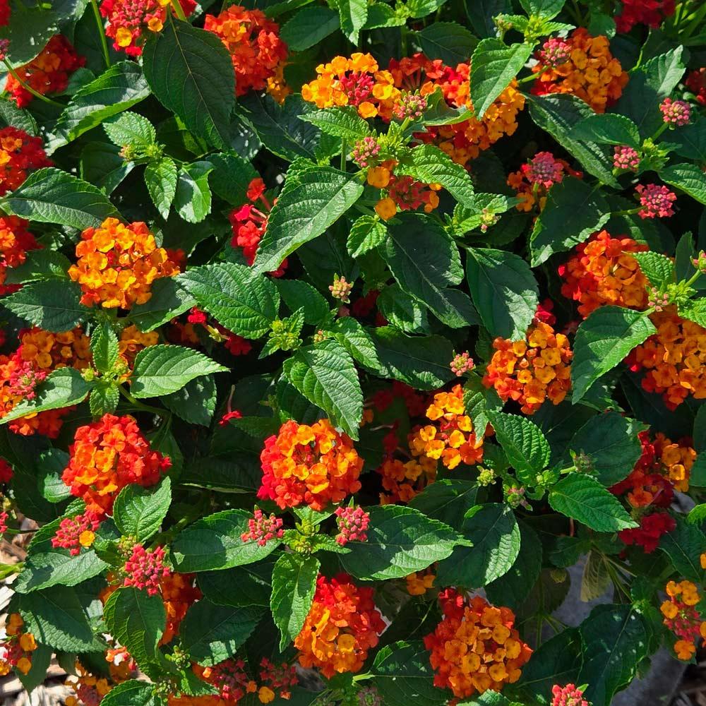 Lantana Bandolista Red Chili - View 3 from www redcrocus com