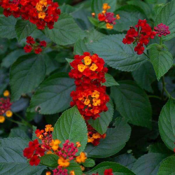 Lantana Bandolista Red Chili - View 4 from www redcrocus com