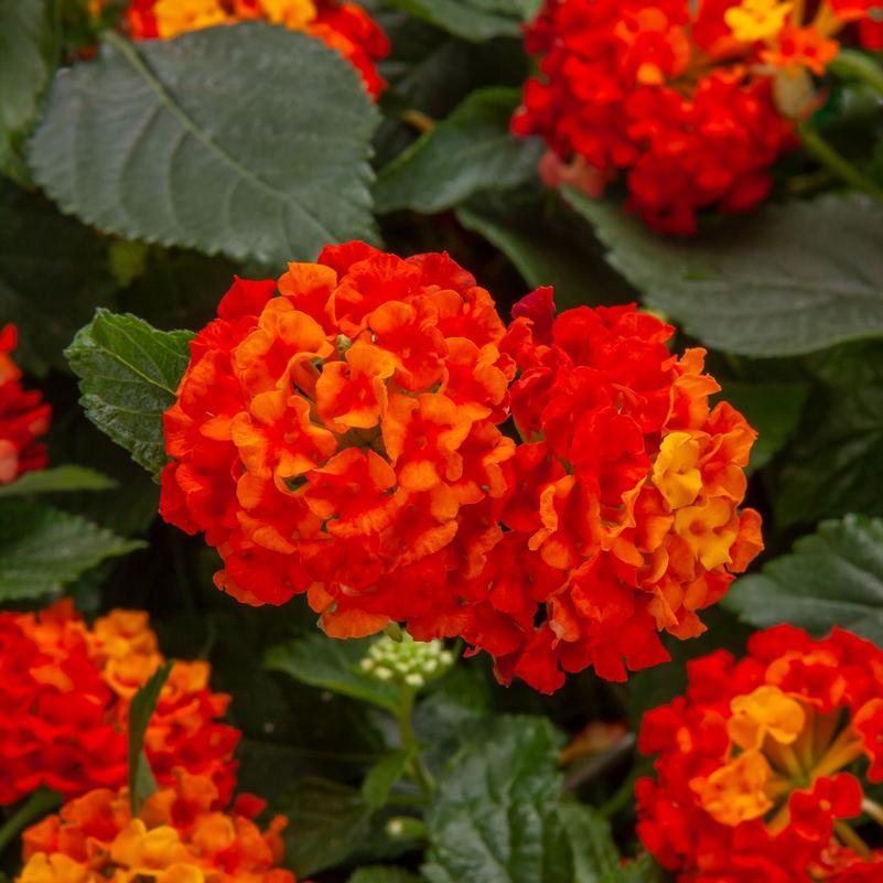 Lantana Bandolista Red Chili - View 5 from www redcrocus com