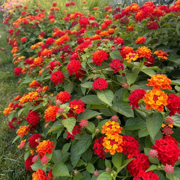 Lantana Bandolista Red Chili - View 8 from www redcrocus com