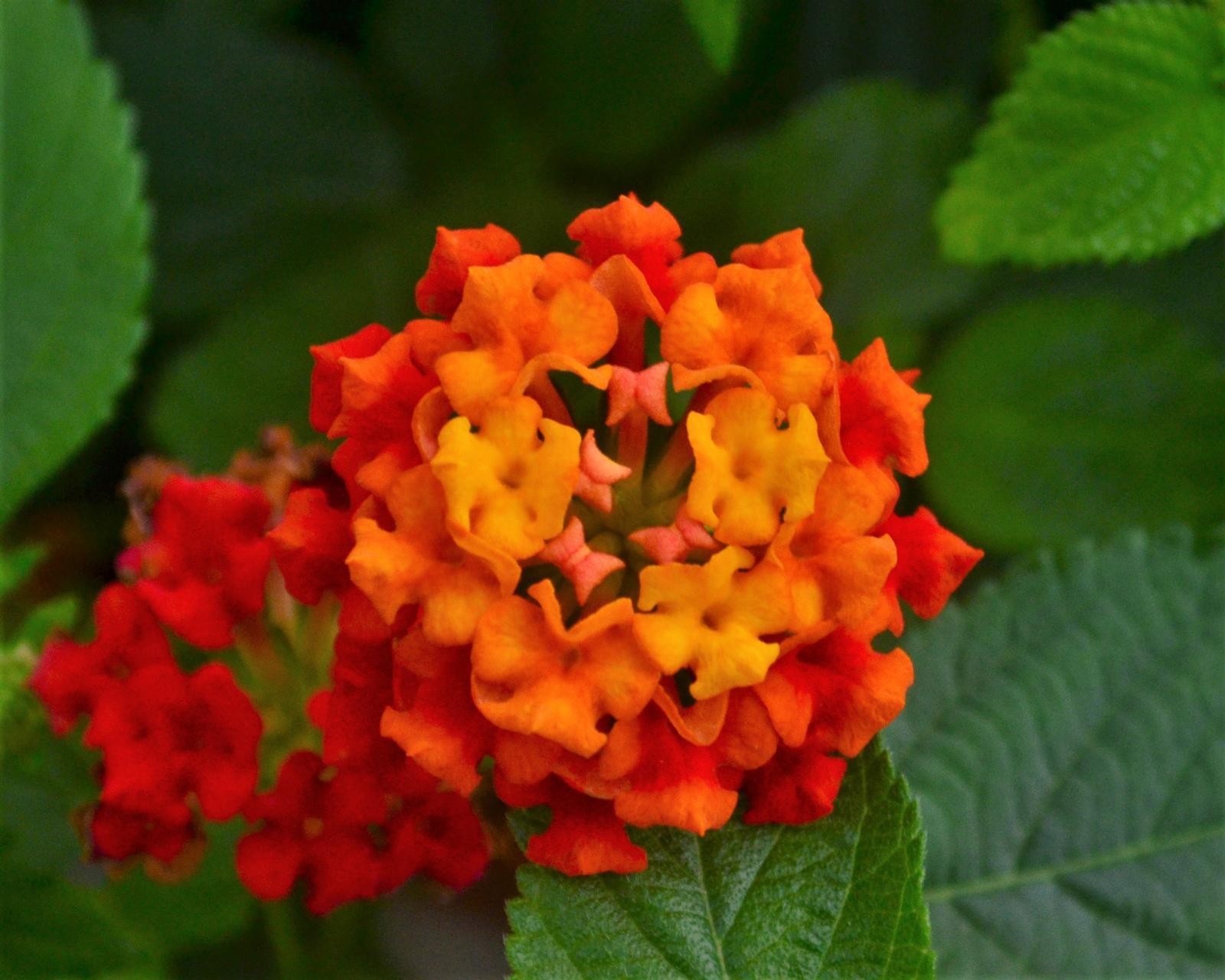 Lantana Bandolista Red Chili - View 9 from www redcrocus com